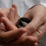 Bird in the Hand Thanks http://www.flickr.com/photos/nosha/ for the pic.